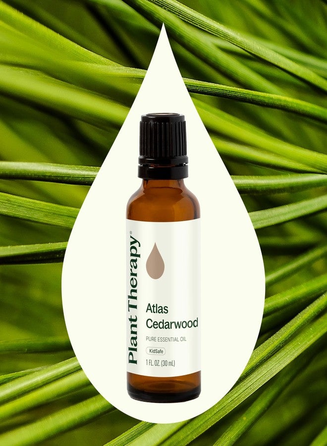 Plant Therapy Atlas Cedarwood Essential Oil 30 mL (1 oz) 100% Pure, Undiluted, Therapeutic Grade - Image 3
